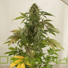 White Widow Auto (Dinafem)