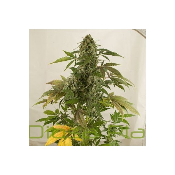 White Widow Auto (Dinafem) White Widow Auto (Dinafem)