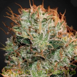 Kaia Kush (Green House)