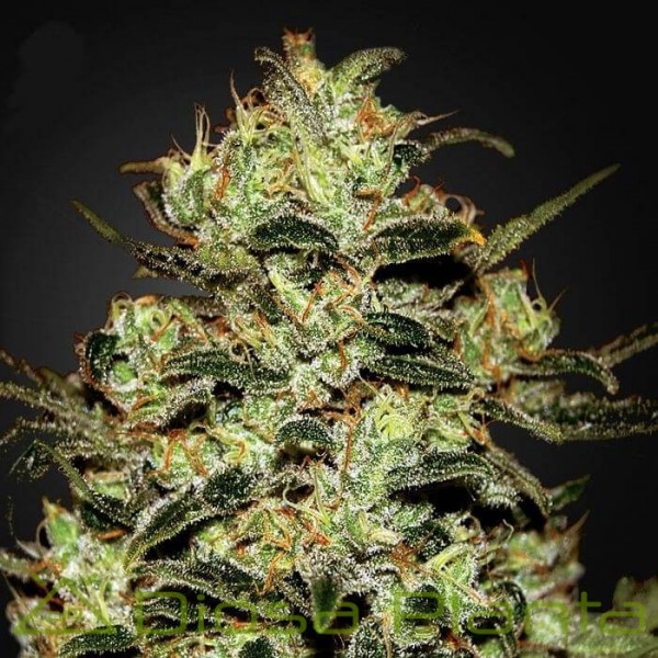 Moby Dick (Green House)