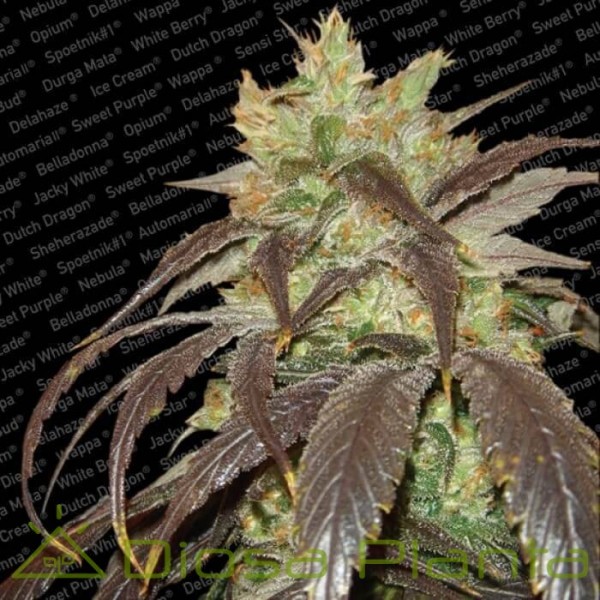 Spoetnik (Paradise Seeds) Spoetnik (Paradise Seeds)