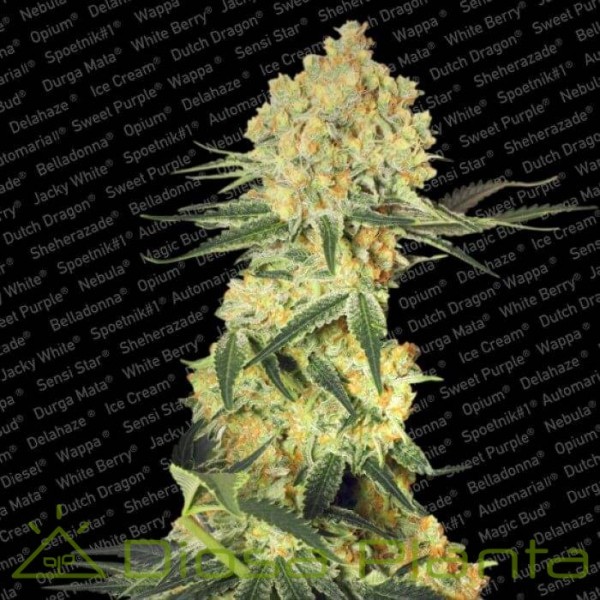 Auto Wappa (Paradise Seeds) Auto Wappa (Paradise Seeds)