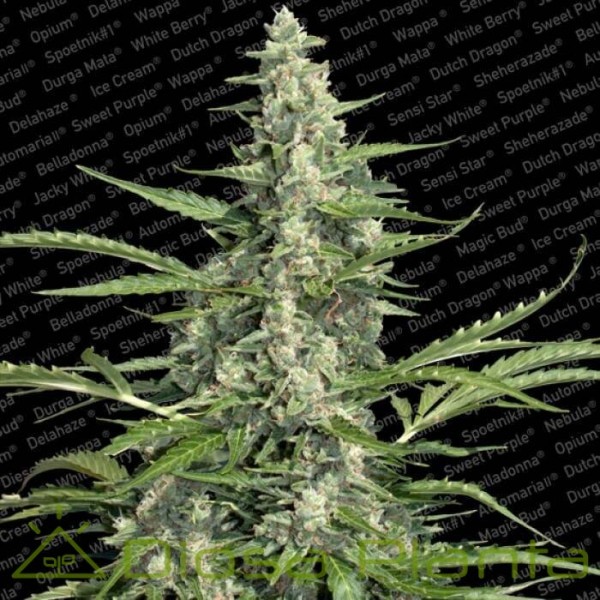 Pandora (Paradise Seeds) Pandora (Paradise Seeds)
