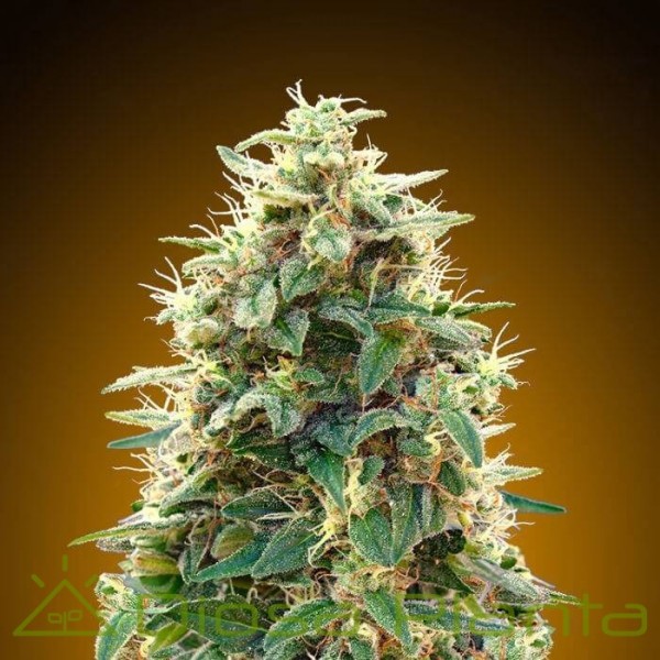 Auto 00 Cheese (00 Seeds) Auto 00 Cheese (00 Seeds)