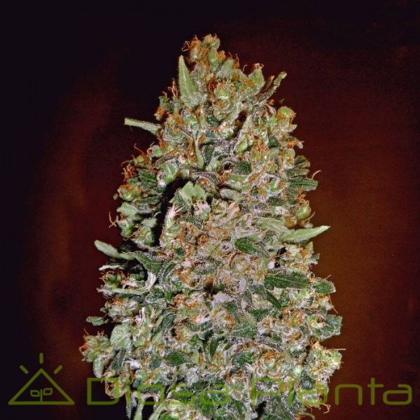 Automatic Collection 1 (00 Seeds) Automatic Collection 1 (00 Seeds)