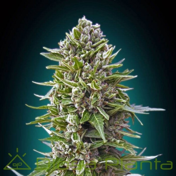 Automatic Collection 2 (00 Seeds) Automatic Collection 2 (00 Seeds)
