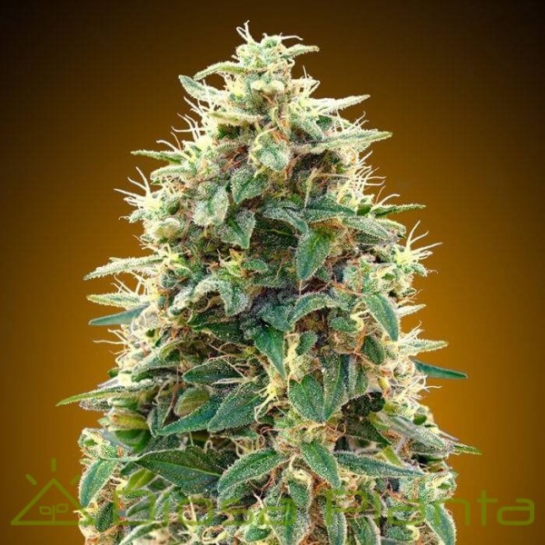 Automatic Collection 3 (00 Seeds) Automatic Collection 3 (00 Seeds)