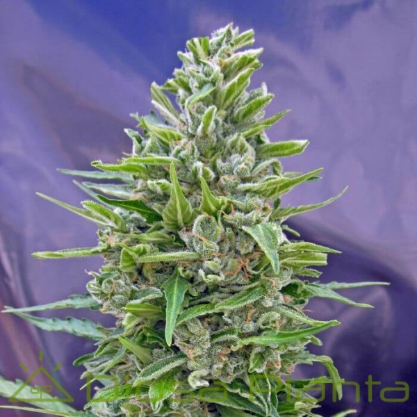 Automatic Mix (00 Seeds) Automatic Mix (00 Seeds)