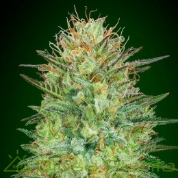 Auto Sweet Critical (00 Seeds)