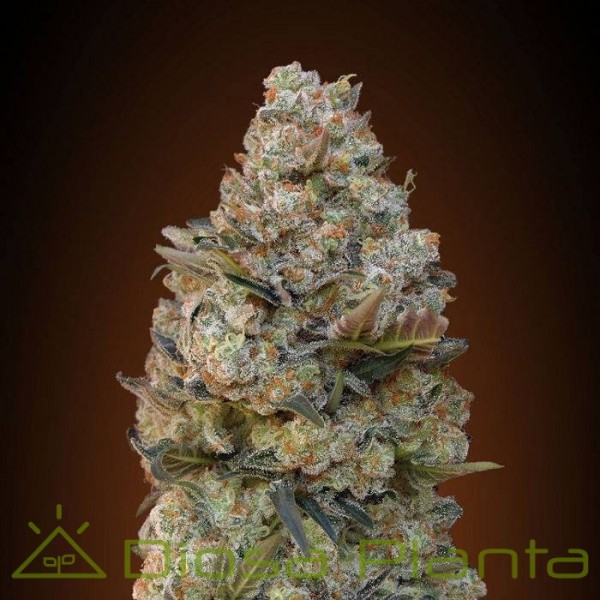 Female Collection 1 (00 Seeds) Female Collection 1 (00 Seeds)