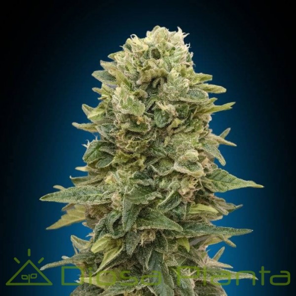 Female Mix (00 Seeds) Female Mix (00 Seeds)