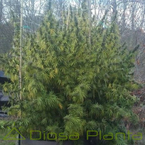 Dread Bread Regular (Ace Seeds)