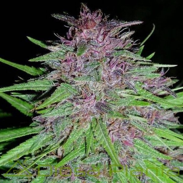 ErdPurt Regular (Ace Seeds)