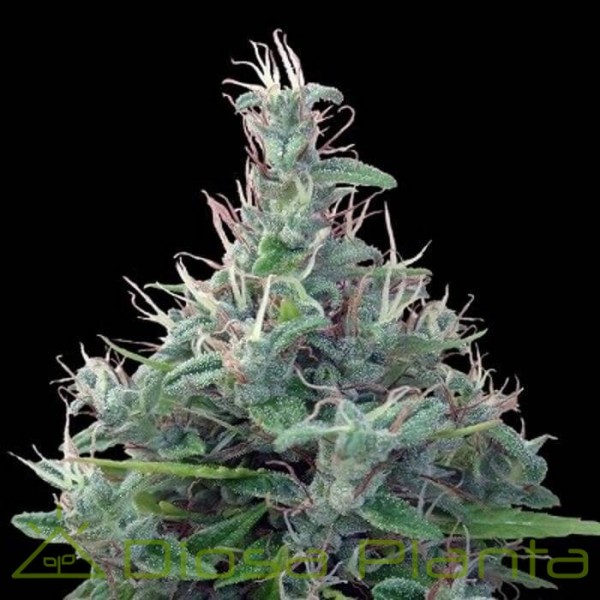 Líbano Regular (Ace Seeds)