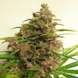 Malawi x PCK Standard Regular (Ace Seeds)