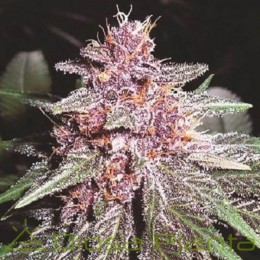 Violeta Regular (Ace Seeds)