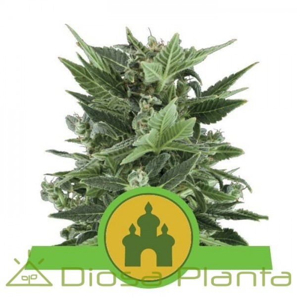 Royal Kush Automatic (Royal Queen Seeds)