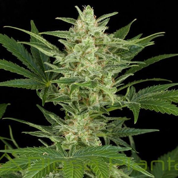 Cheese Auto (Dinafem) Cheese Auto (Dinafem)