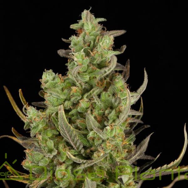 Critical + Auto (Dinafem) Critical + Auto (Dinafem)