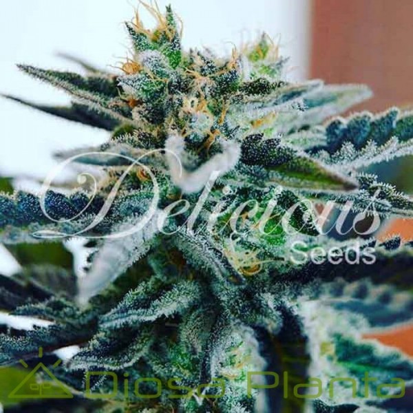Sugar Black Rose (Delicious Seeds) Sugar Black Rose (Delicious Seeds)