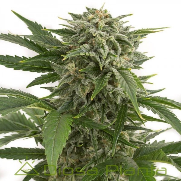 Bubba Kush Auto (Dinafem) Bubba Kush Auto (Dinafem)