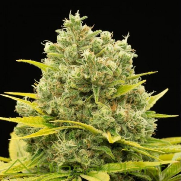 Dinamed CBD Plus (Dinafem) Dinamed CBD Plus (Dinafem)