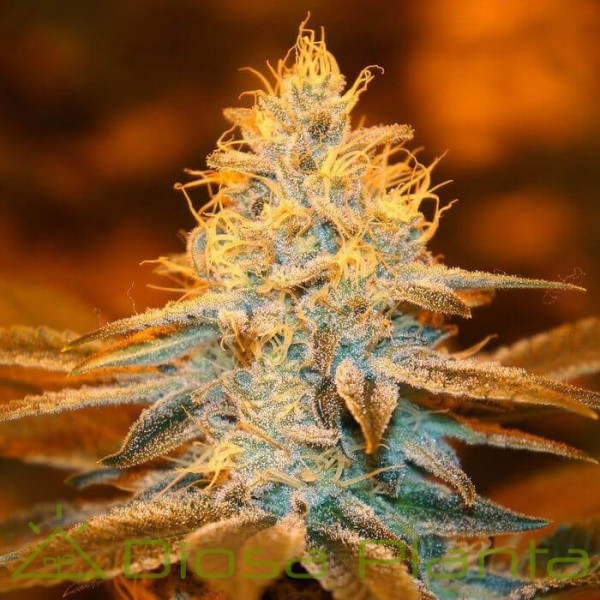 Strawberry Glue (TH Seeds) Strawberry Glue (TH Seeds)