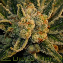 Bubblegum (TH Seeds)