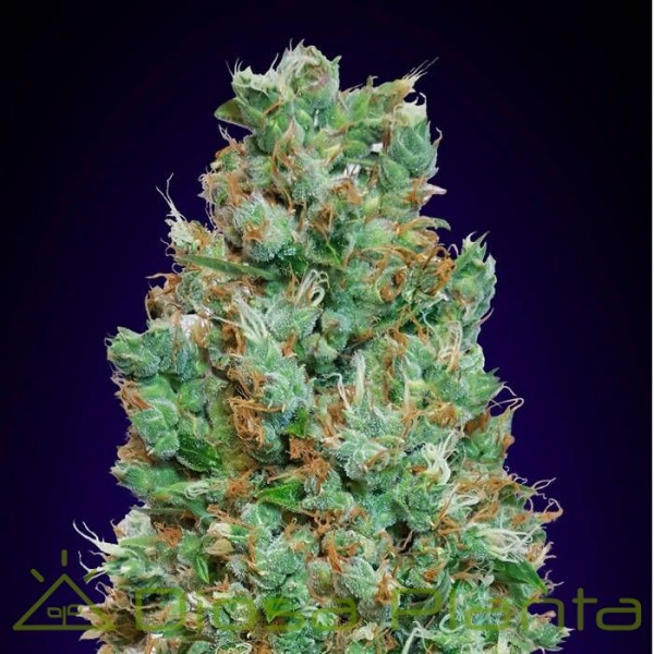 Auto Blueberry (00 Seeds) Auto Blueberry (00 Seeds)