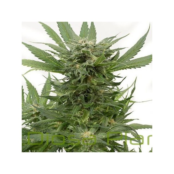 Sour Diesel Auto (Dinafem) Sour Diesel Auto (Dinafem)