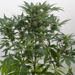 Dinamex Auto (Dinafem)