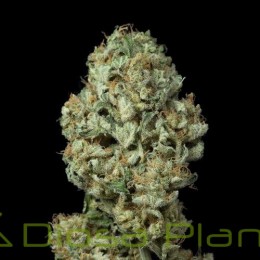 Dinamex Auto (Dinafem)