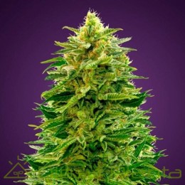 Auto Amnesia (Advanced Seeds)