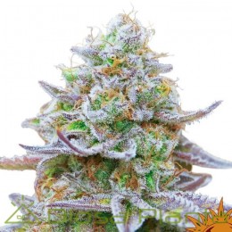 Gorilla Zkittlez (Barney´s Farm)