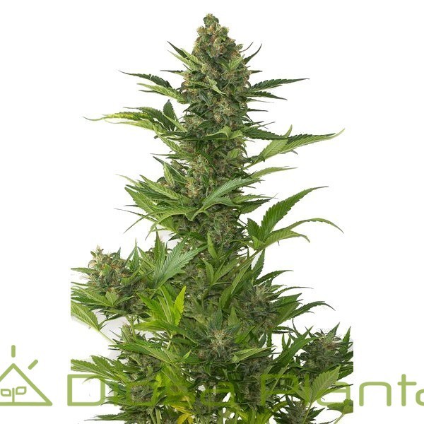 Amnesia XXL Auto (Dinafem) Amnesia XXL Auto (Dinafem)