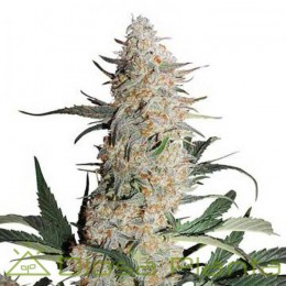 Critical Orange Punch (Dutch Passion)