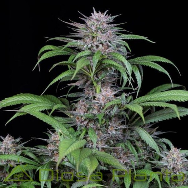 Quick Kush (Dinafem) Quick Kush (Dinafem)