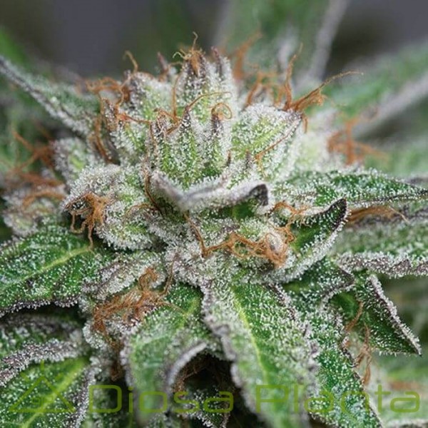 Bubba Kush (Humboldt Seeds) Bubba Kush (Humboldt Seeds)