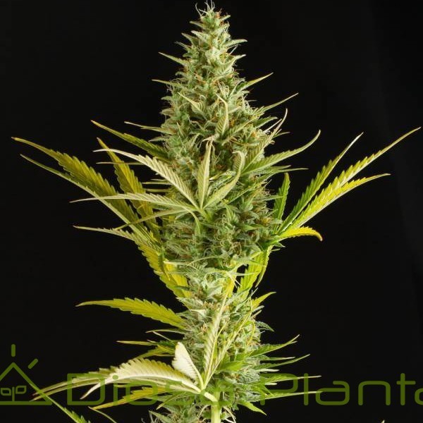 Cheese XXL Auto (Dinafem) Cheese XXL Auto (Dinafem)