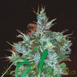 Panama Haze Feminizada (Ace Seeds)
