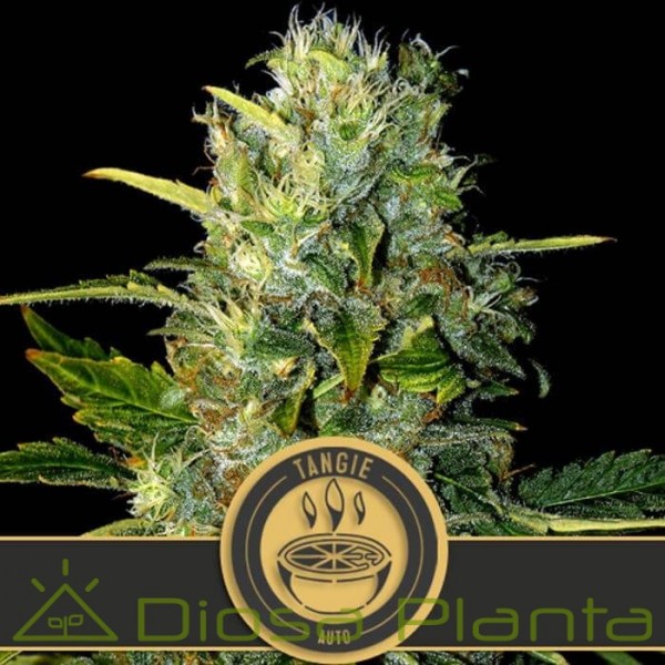 Tangie Auto (Blimburn Seeds) Tangie Auto (Blimburn Seeds)