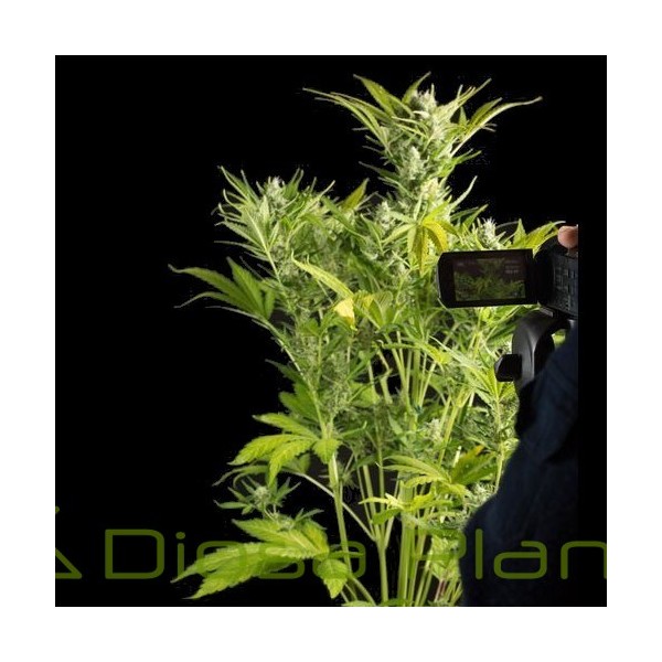 Blue Critical Auto (Dinafem) Blue Critical Auto (Dinafem)