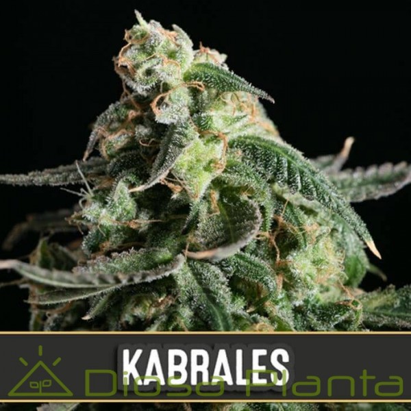 Kabrales Auto (Blimburn Seeds) Kabrales Auto (Blimburn Seeds)