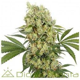 Medikit (Buddha Seeds)
