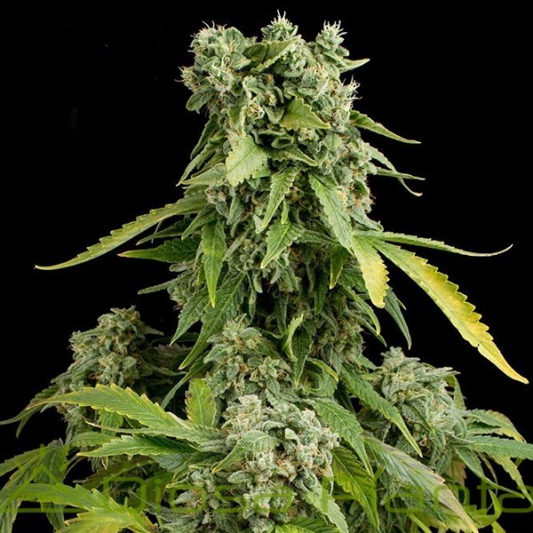 Blue Cheese Auto (Dinafem) Blue Cheese Auto (Dinafem)