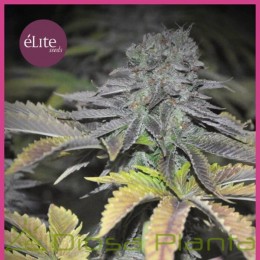 Early Widow (Elite Seeds)