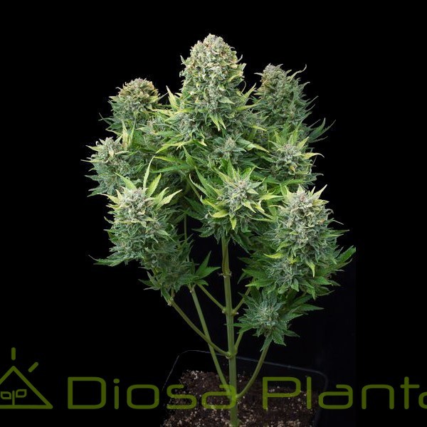 White Cheese Auto (Dinafem) White Cheese Auto (Dinafem)