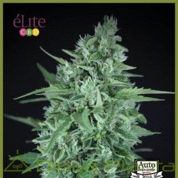 La Rica Auto CBD (Elite Seeds)