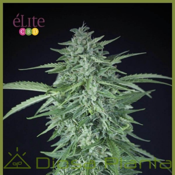 Llimonet Haze Auto CBD (Elite Seeds) Llimonet Haze Auto CBD (Elite Seeds)