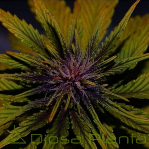 Dark Rose Auto CBD (Elite Seeds) Dark Rose Auto CBD (Elite Seeds)